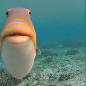 Meet your Posher, Kate